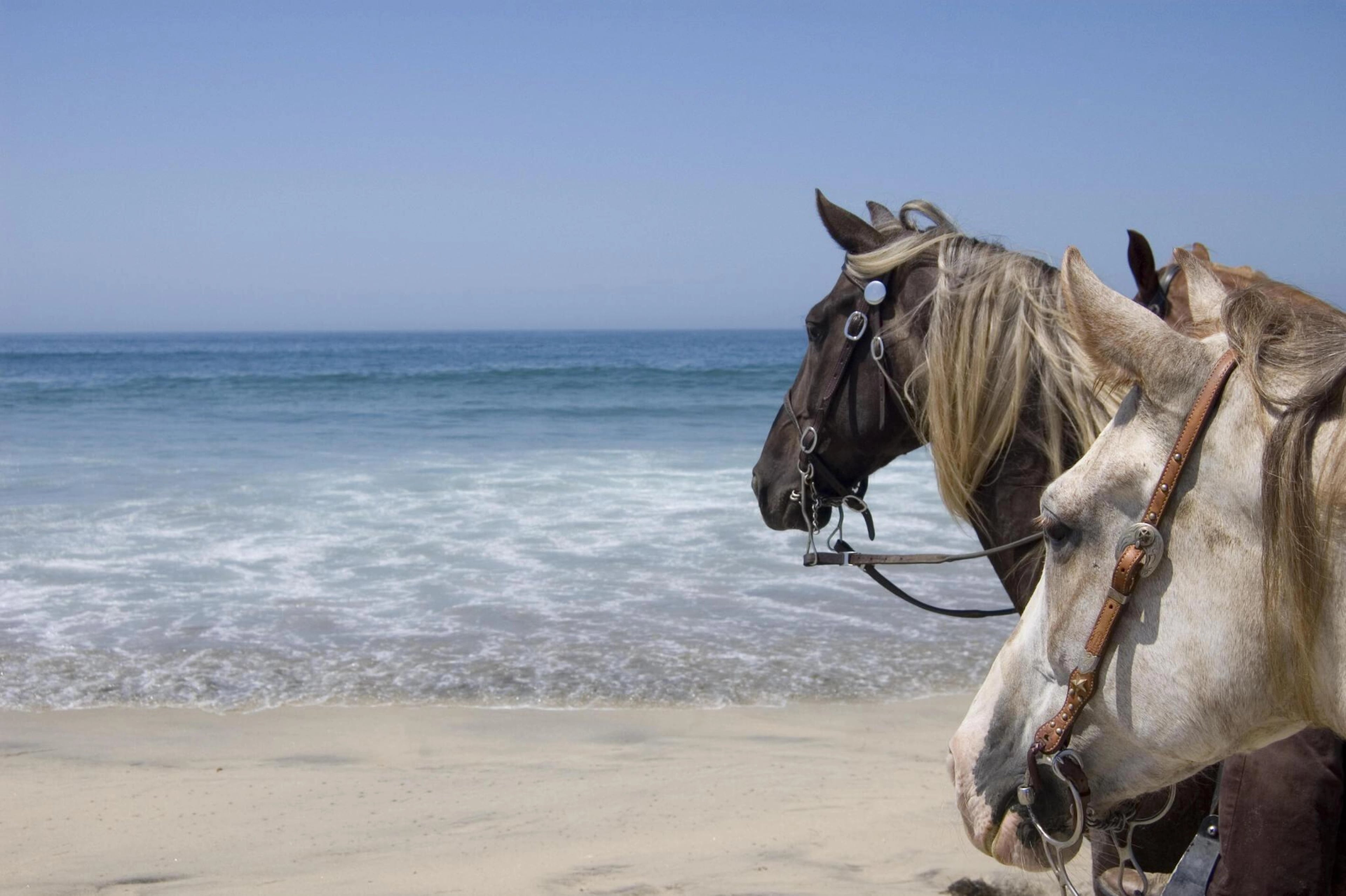 Balade à cheval à travers le désert d'Hurghada