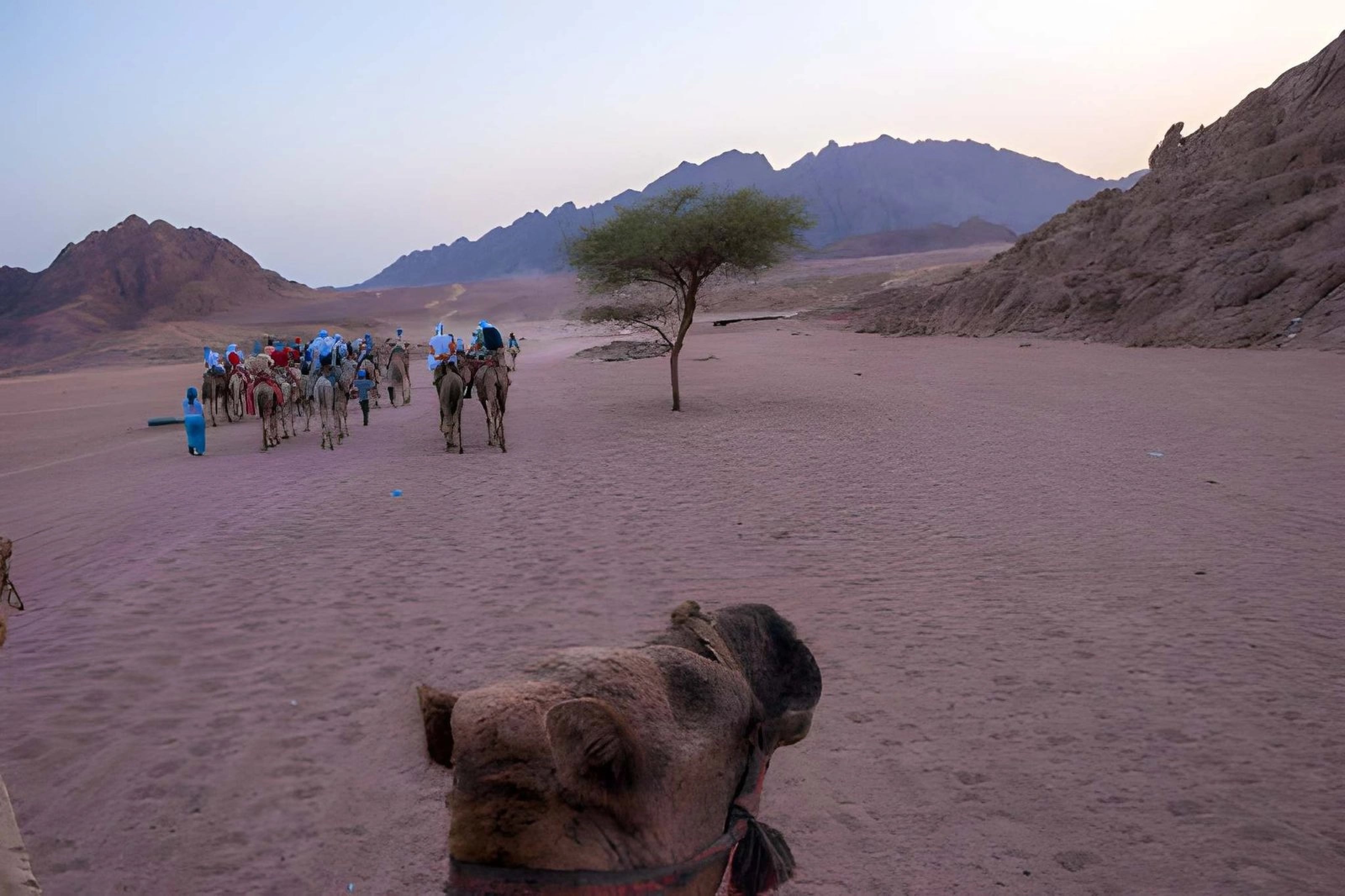 Marsa Alam desert stargazing safari with Bedouin dinner