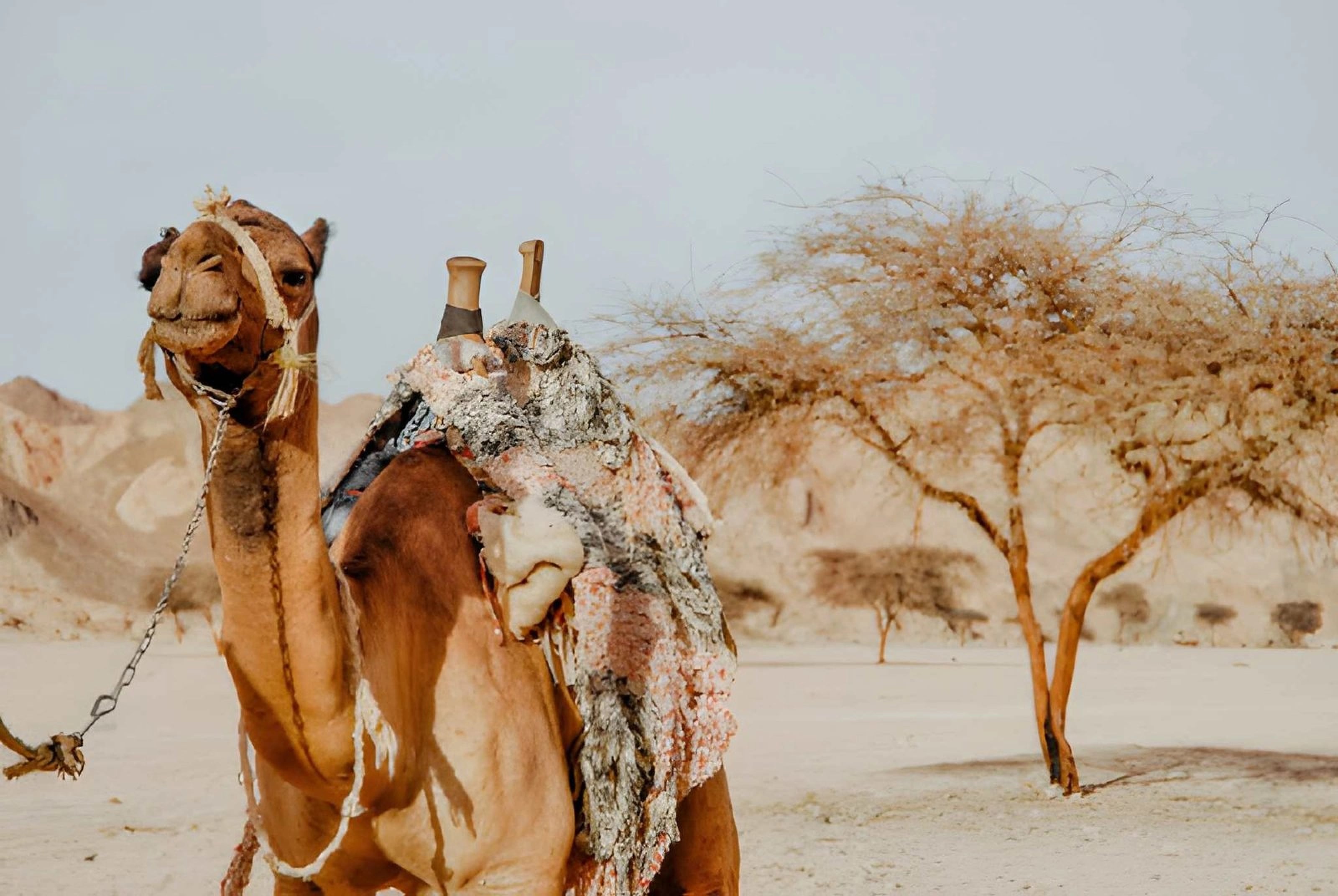 Sharm El Sheikh ATV Quad Bike & Camel Ride, photo 10